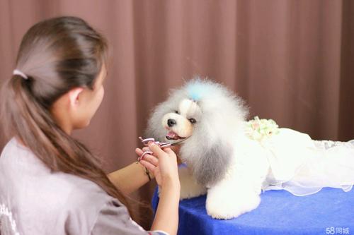 培养专业宠物美容师